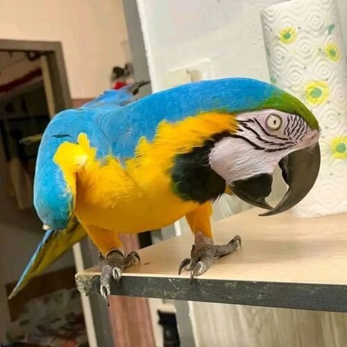 luna-female-macaw-for-sale Luna female macaw parrot
