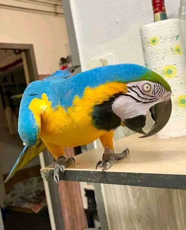 Luna female macaw parrot