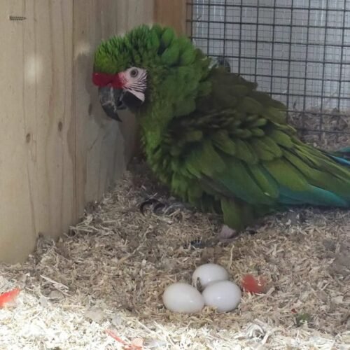 military-macaw-for-sale Military Macaw parrot for sale