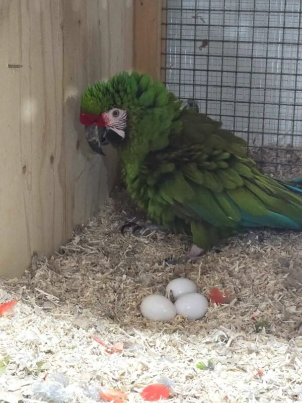 Military Macaw parrot for sale
