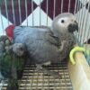 molly-timneh-african-grey-parrot Molly Timneh African Grey parrot