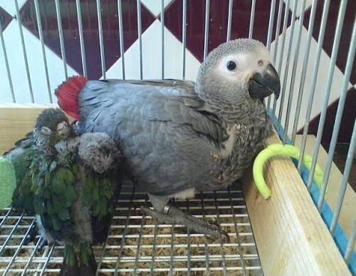 Molly Timneh African Grey parrot