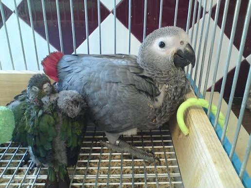 Molly Timneh African Grey parrot