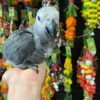 Nala African Grey parrot