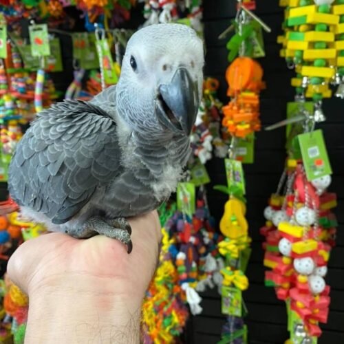 Nala African Grey parrot