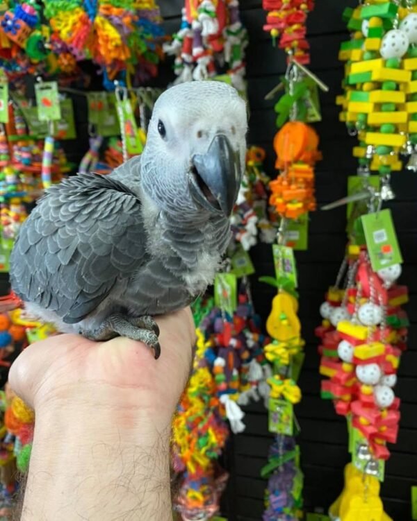 Nala African Grey parrot