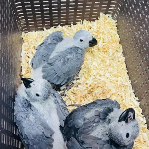 Ollie African Grey parrot for sale