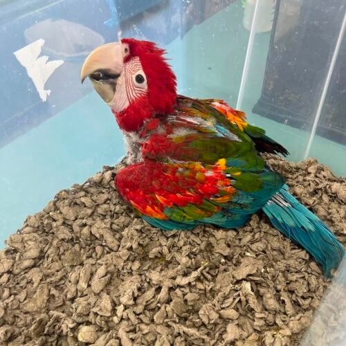princess-female-scarlet-macaw-for-sale Princess female Scarlet Macaw parrot for sale
