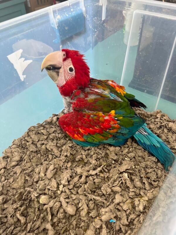 Princess female Scarlet Macaw parrot for sale