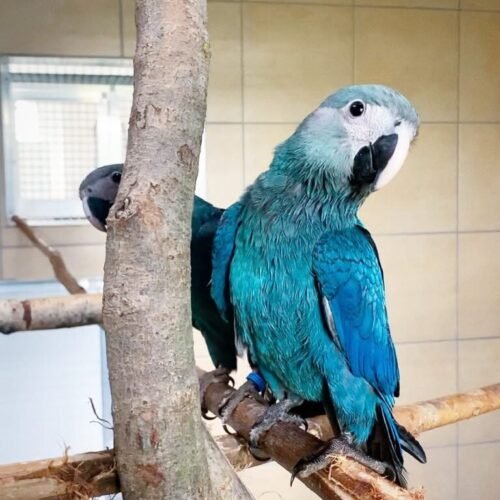 spixs-macaw-parrots-for-sale Spix Macaw parrots for sale
