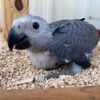 Tilly Timneh African Grey parrot