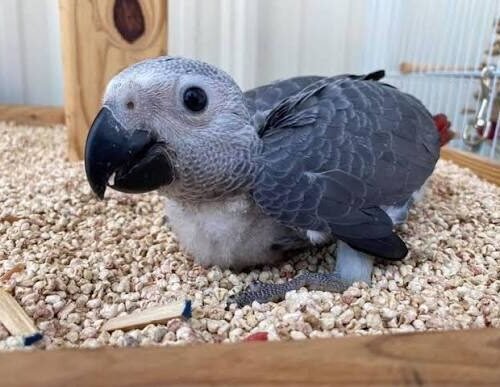 Tilly Timneh African Grey parrot