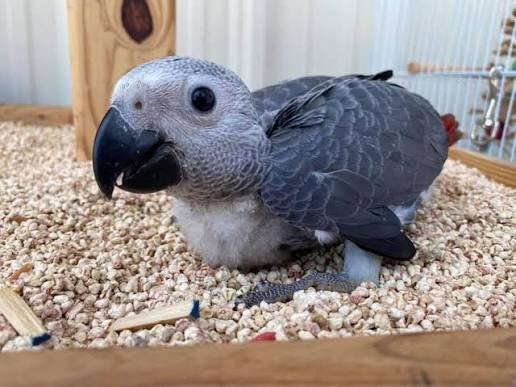 Tilly Timneh African Grey parrot