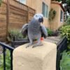 Trixie African Grey parrot
