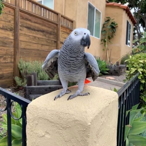 Trixie African Grey parrot