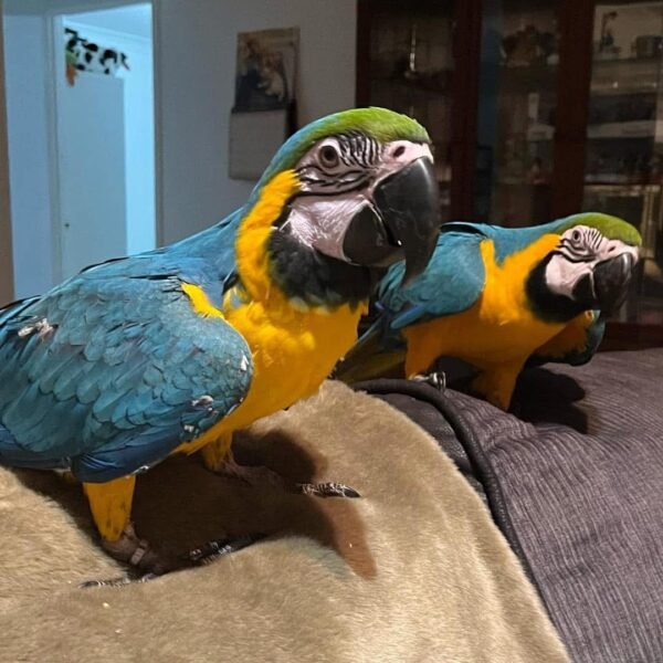 Willow and Ajax bonded pair macaw for sale