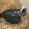 Alfie African Grey parrot additional photo 1