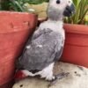 Alfie African Grey parrot additional photo 2