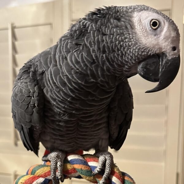 Alpha African Grey Parrot gallery 1 Alpha African Grey parrot additional photo 1