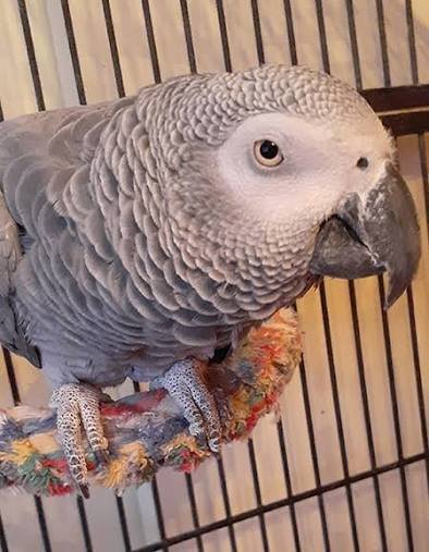 Alpha African Grey Parrot gallery 2 Alpha African Grey parrot additional photo 2