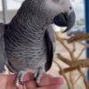 Alpha African Grey Parrot gallery 3 Alpha African Grey parrot additional photo 3