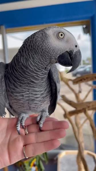 Alpha African Grey Parrot gallery 3 Alpha African Grey parrot additional photo 3
