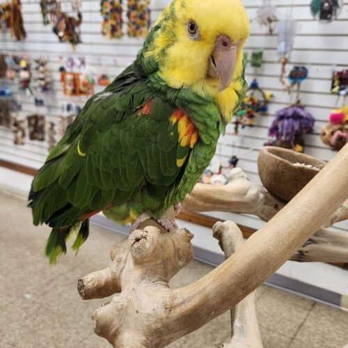Baby Double Yellow-headed Amazon Parrots Double Yellow-headed Amazon parrot