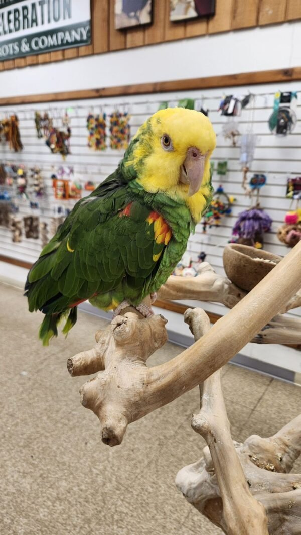Baby Double Yellow-headed Amazon Parrots Double Yellow-headed Amazon parrot