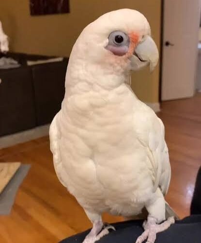 Bare-Eyed Cockatoo White bare-eyed cockatoo perched indoors