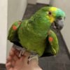 Berlin Baby Blue-fronted Amazon Parrot Berlin Baby Blue-fronted Amazon parrot