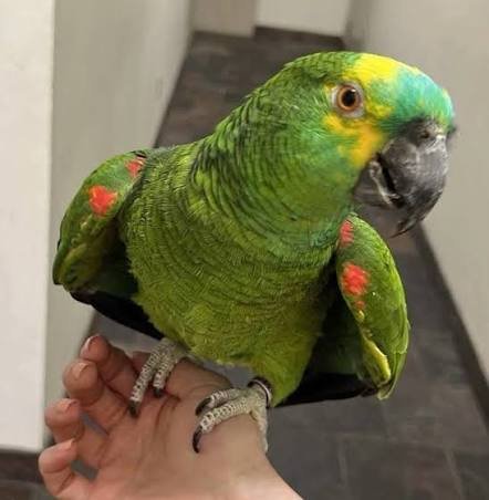 Berlin Baby Blue-fronted Amazon Parrot Berlin Baby Blue-fronted Amazon parrot