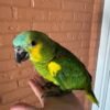 Berlin Blue-fronted Amazon Gallery 1 Berlin Blue-fronted Amazon parrot