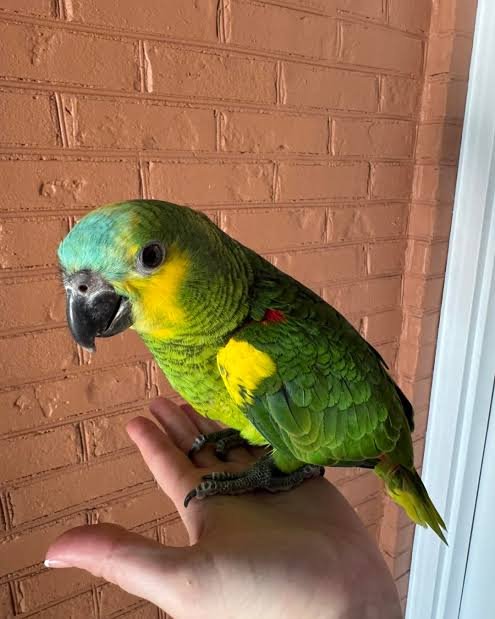 Berlin Blue-fronted Amazon Gallery 1 Berlin Blue-fronted Amazon parrot