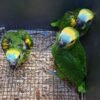Berlin Blue-fronted Amazon Gallery 2 Berlin Blue-fronted Amazon parrot