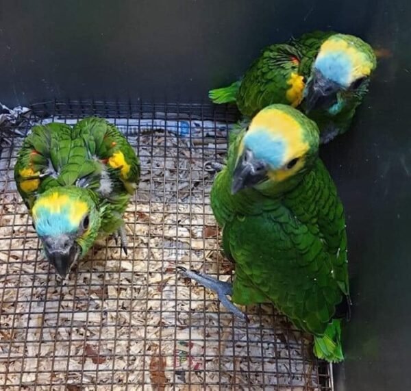 Berlin Blue-fronted Amazon Gallery 2 Berlin Blue-fronted Amazon parrot