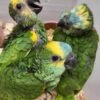 Berlin Blue-fronted Amazon Gallery 3 Berlin Blue-fronted Amazon parrot