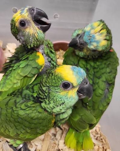 Berlin Blue-fronted Amazon Gallery 3 Berlin Blue-fronted Amazon parrot