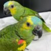 Berlin Blue-fronted Amazon Gallery 4 Berlin Blue-fronted Amazon parrot