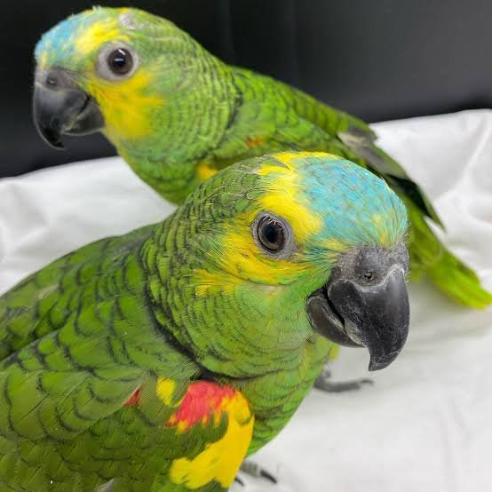 Berlin Blue-fronted Amazon Gallery 4 Berlin Blue-fronted Amazon parrot