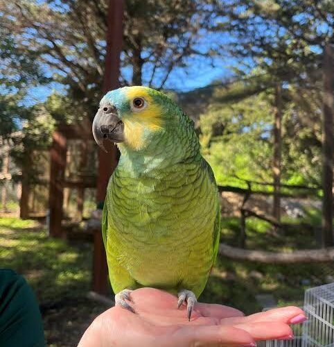 Blue-fronted Amazon Parrot Blue-fronted Amazon parrot