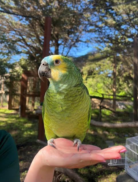 Blue-fronted Amazon Parrot Blue-fronted Amazon parrot