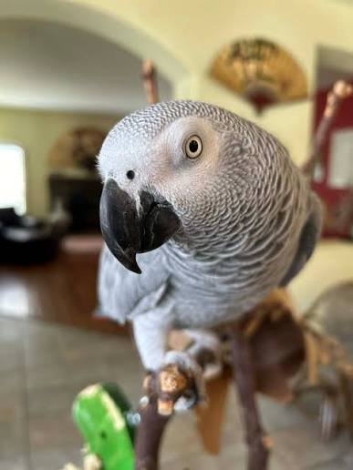 Buddy African Grey Parrot gallery 1 Buddy African Grey parrot additional photo 1
