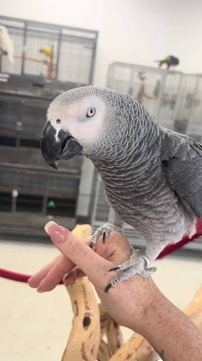 Buddy African Grey Parrot gallery 2 Buddy African Grey parrot additional photo 2