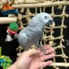 Cassie African Grey parrot additional photo 1