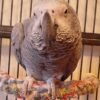 Cassie African Grey parrot additional photo 2
