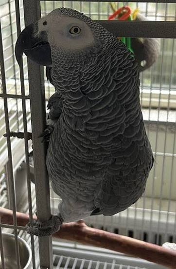Cassie African Grey parrot additional photo 3