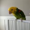 Chris Baby Double Yellow-headed Amazon Photo 1 Chris Baby Double Yellow-headed Amazon parrot