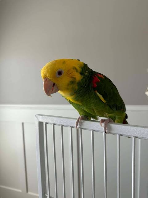 Chris Baby Double Yellow-headed Amazon Photo 1 Chris Baby Double Yellow-headed Amazon parrot