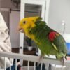 Chris Baby Double Yellow-headed Amazon Photo 2 Chris Baby Double Yellow-headed Amazon parrot
