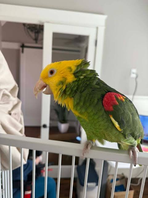 Chris Baby Double Yellow-headed Amazon Photo 2 Chris Baby Double Yellow-headed Amazon parrot